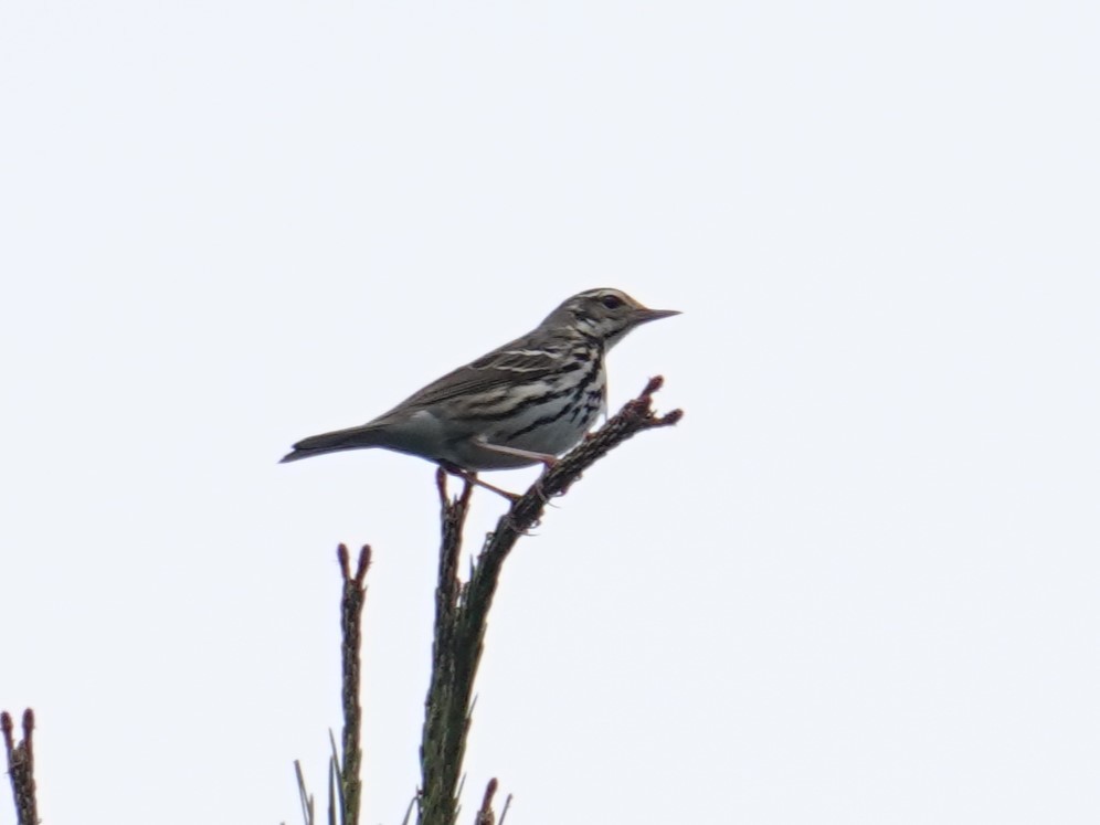 Olive-backed Pipit - ML619435996