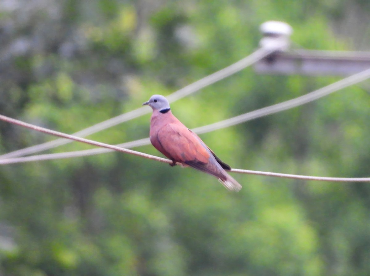 Red Collared-Dove - ML619436027