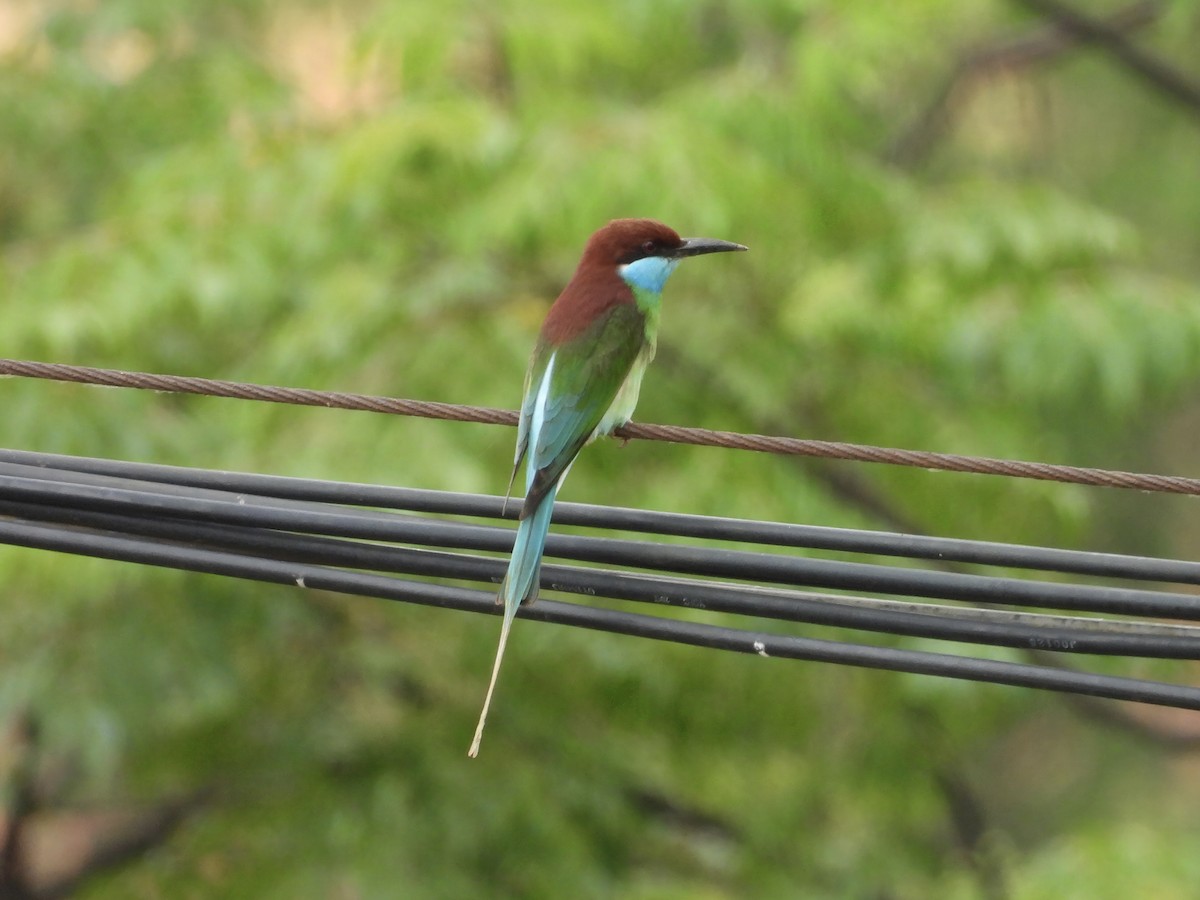 Blue-throated Bee-eater - ML619436069