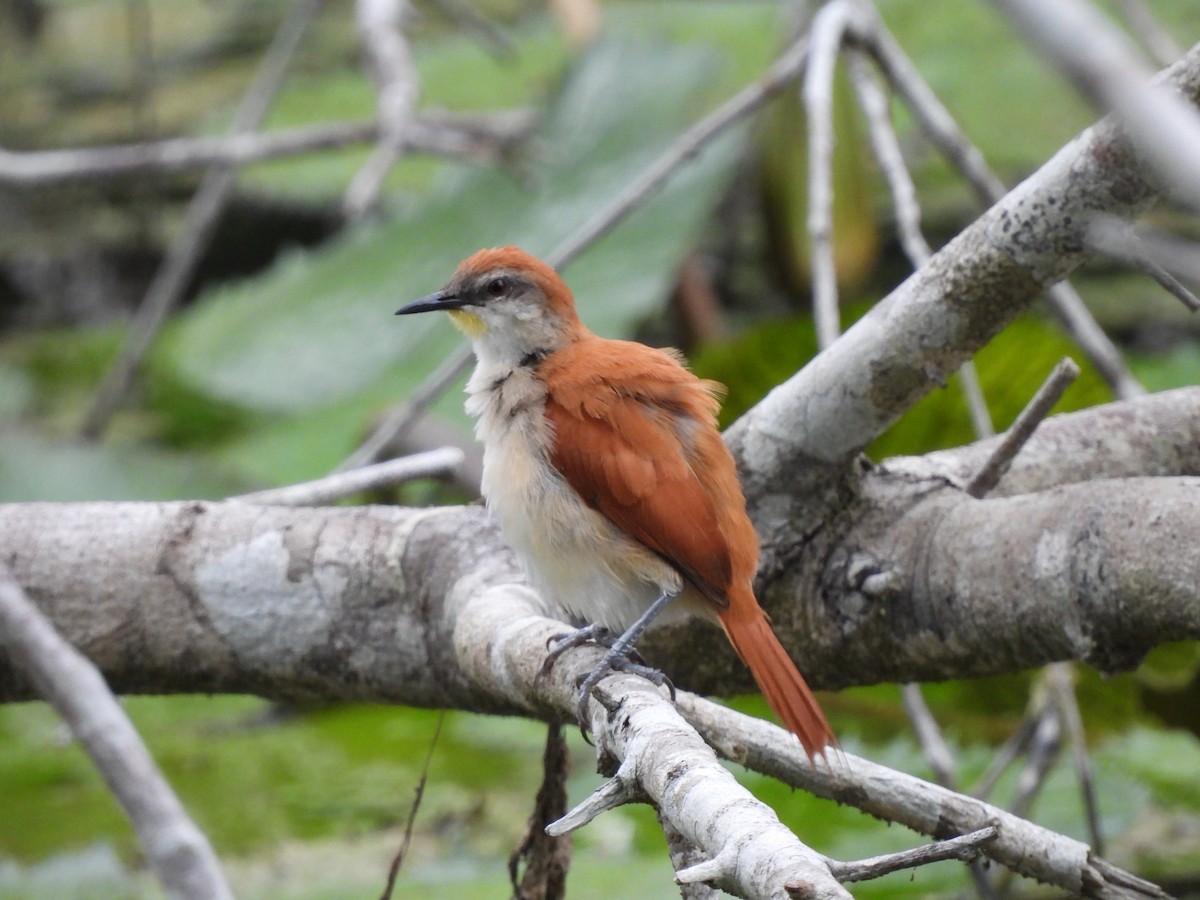 Yellow-chinned Spinetail - ML619436312