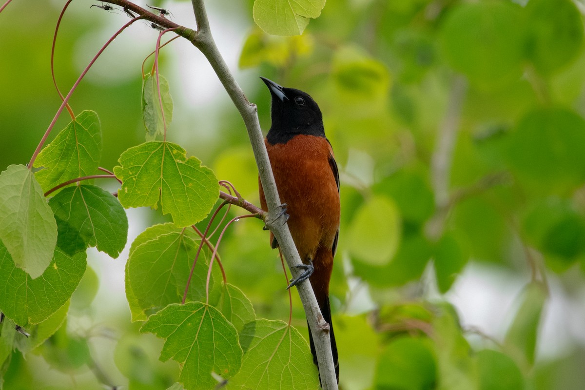 Orchard Oriole - ML619436389