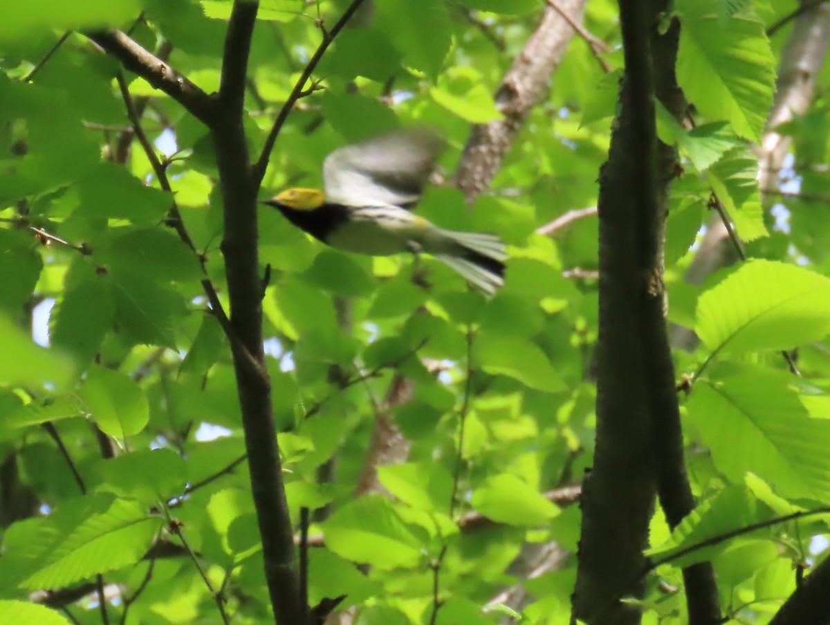 Black-throated Green Warbler - ML619436422