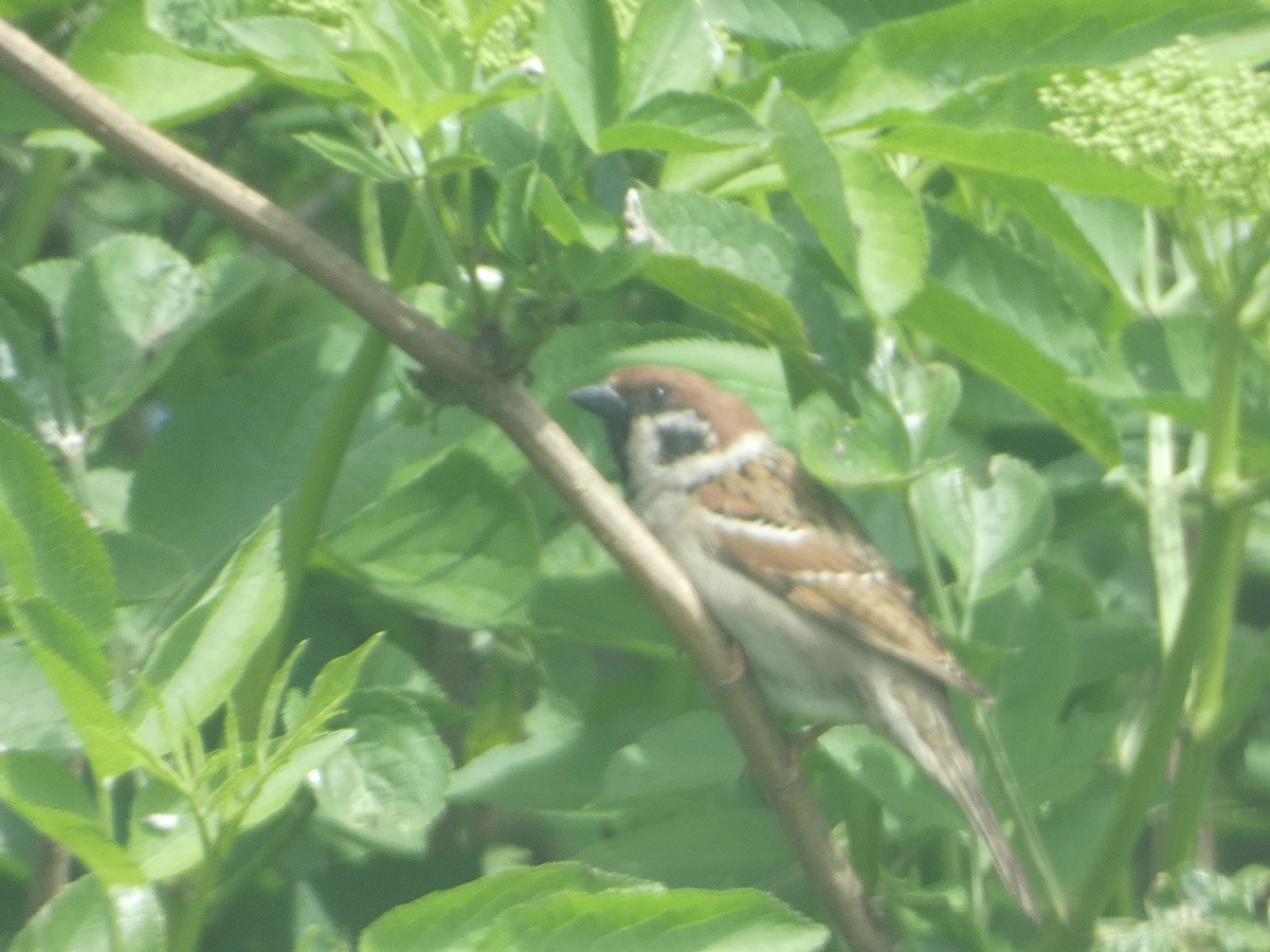 Eurasian Tree Sparrow - ML619436427