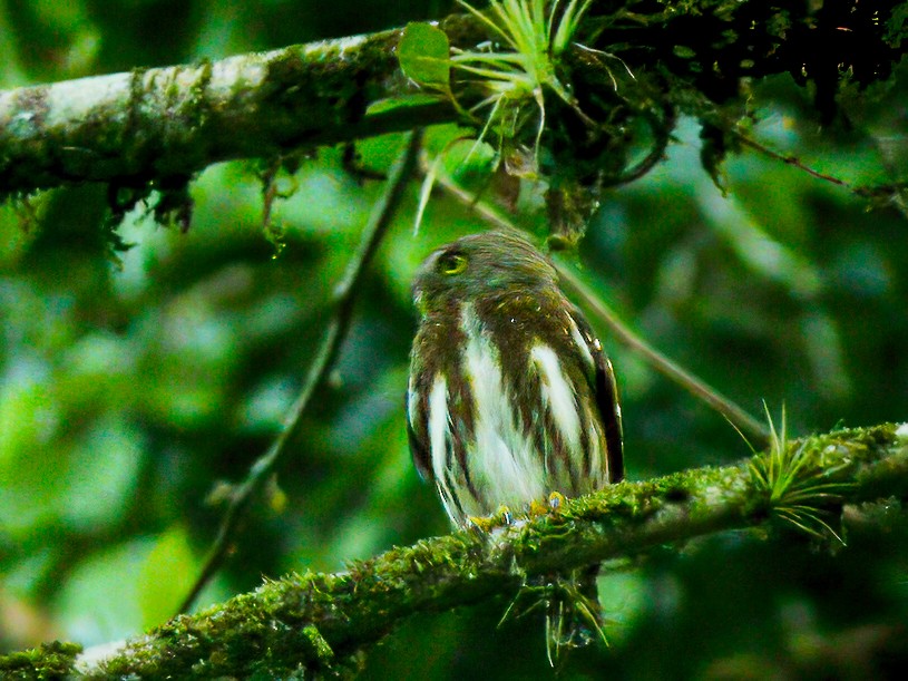 Central American Pygmy-Owl - ML619436429