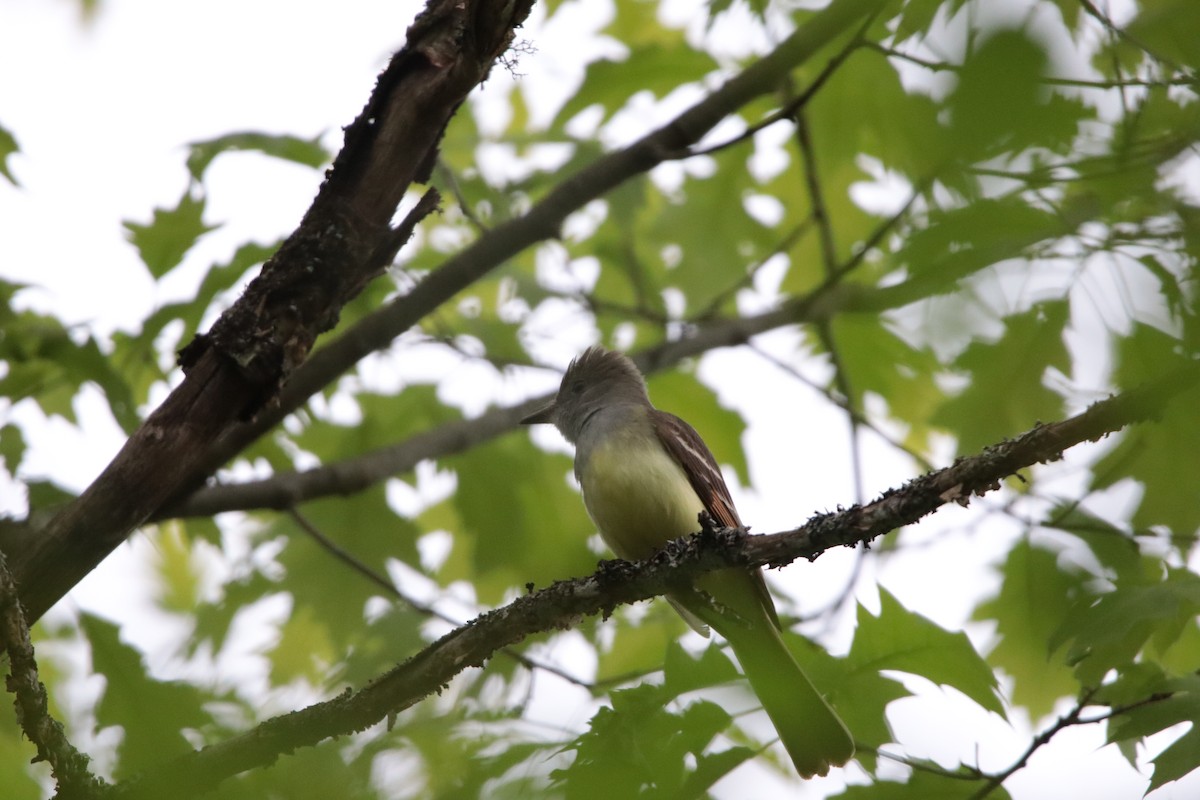 Great Crested Flycatcher - ML619436438