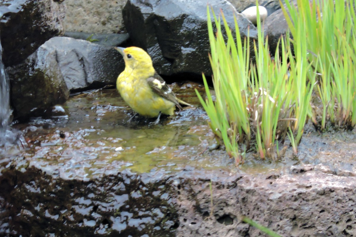 Western Tanager - ML619436463