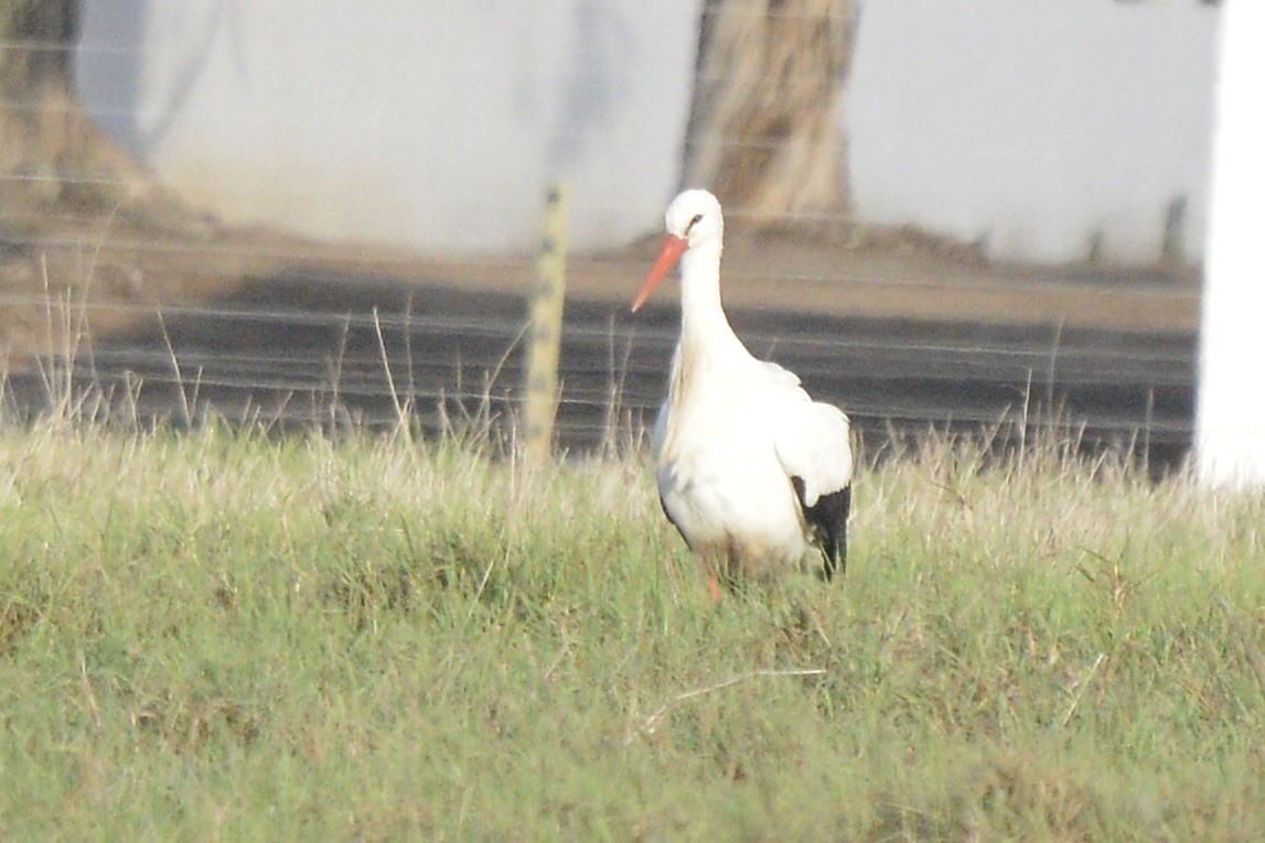White Stork - ML619436539