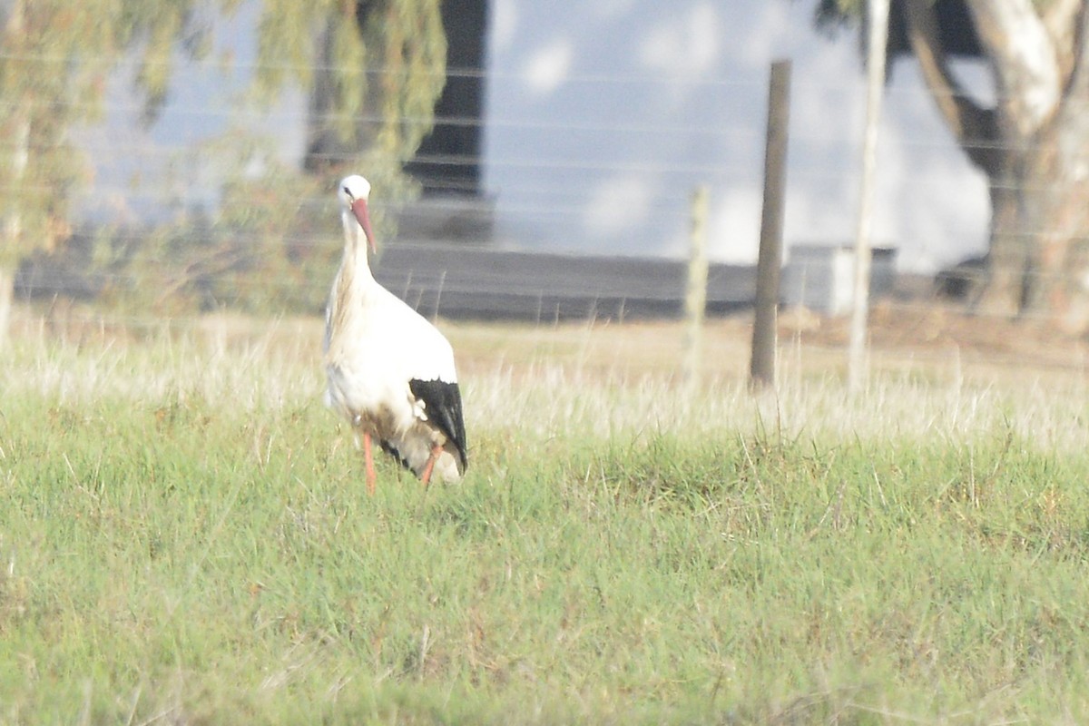 White Stork - ML619436540