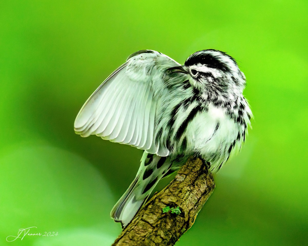 Black-and-white Warbler - ML619436584