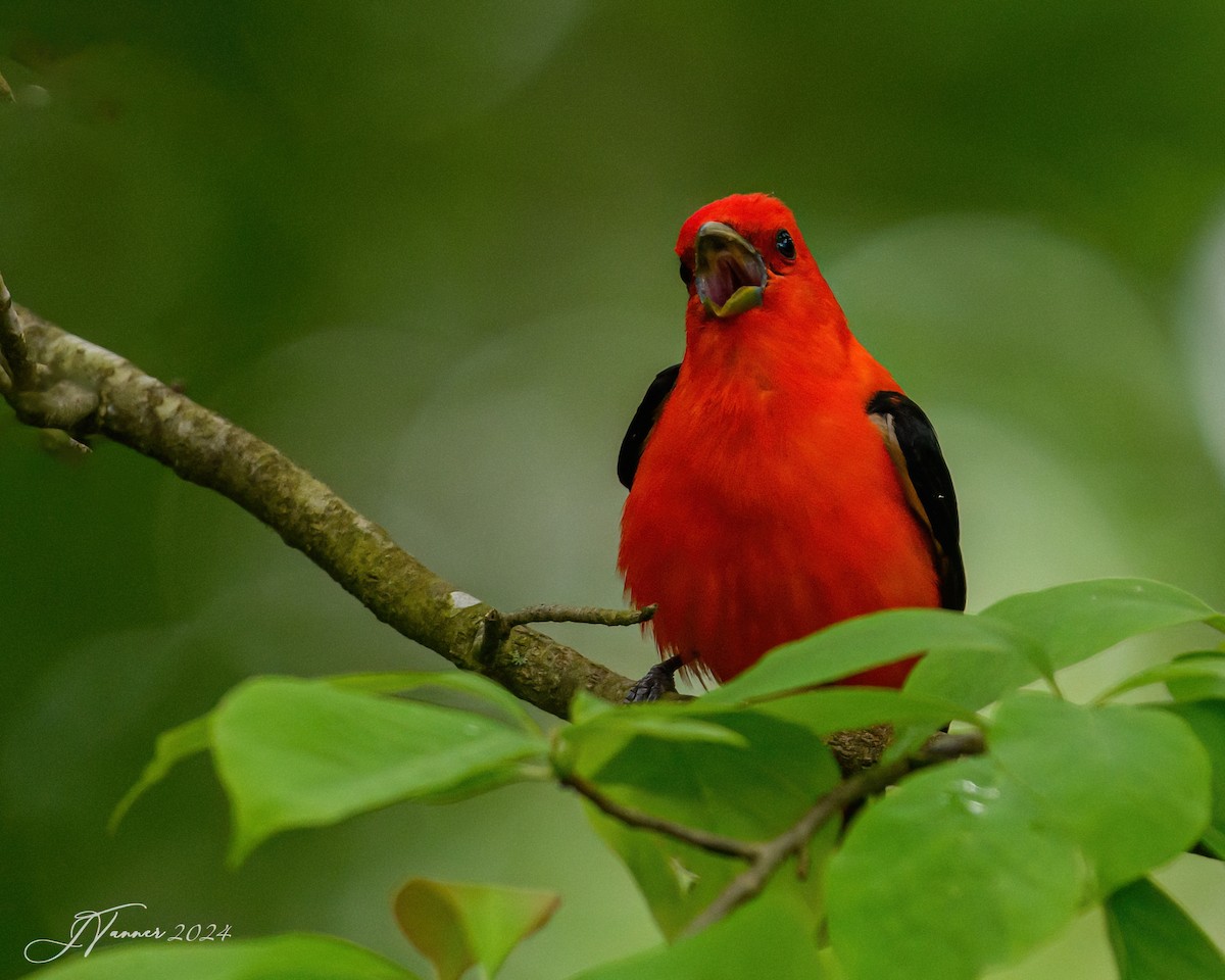 Scarlet Tanager - ML619436609