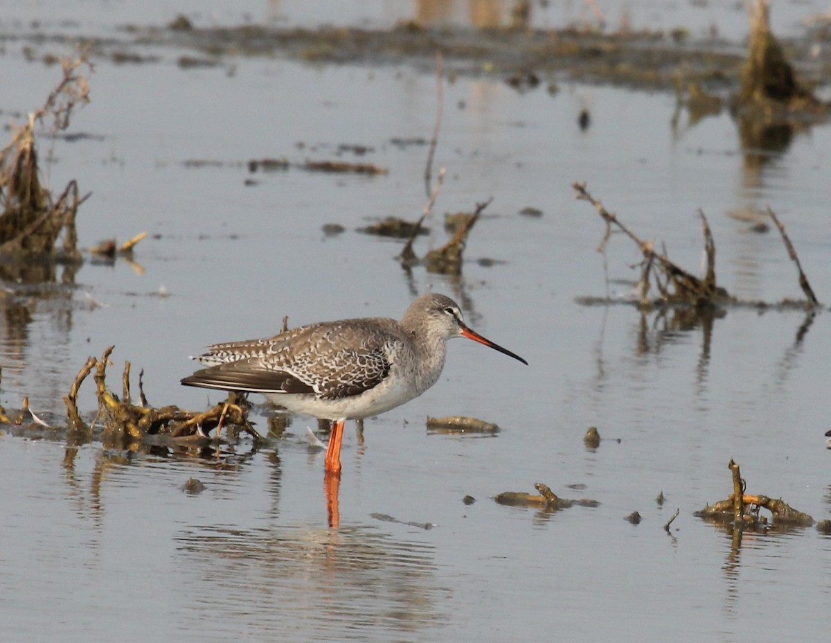 Spotted Redshank - ML619436655