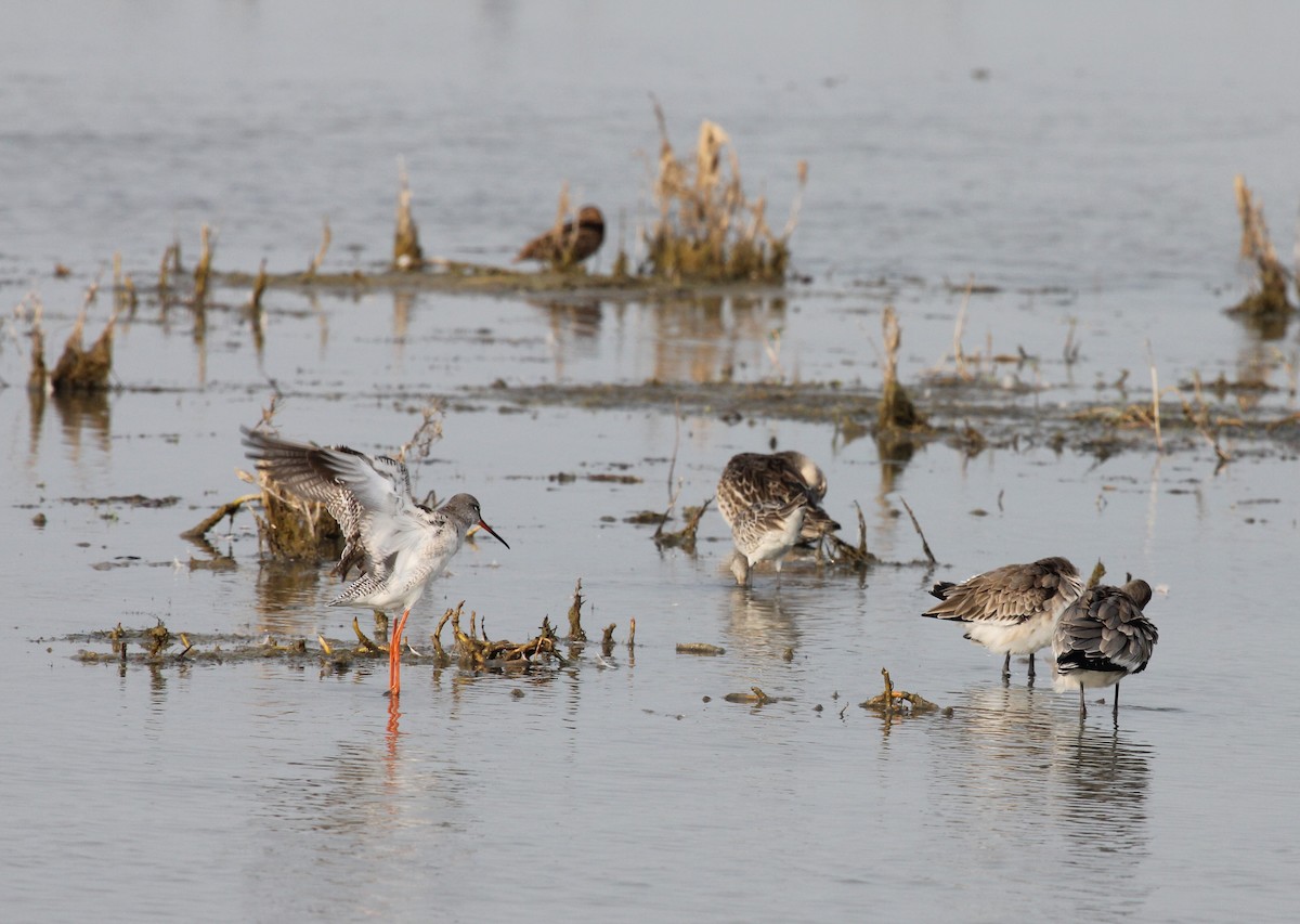 Spotted Redshank - ML619436656