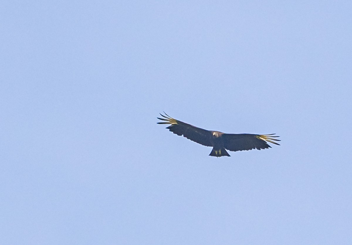 Black Vulture - ML619436662