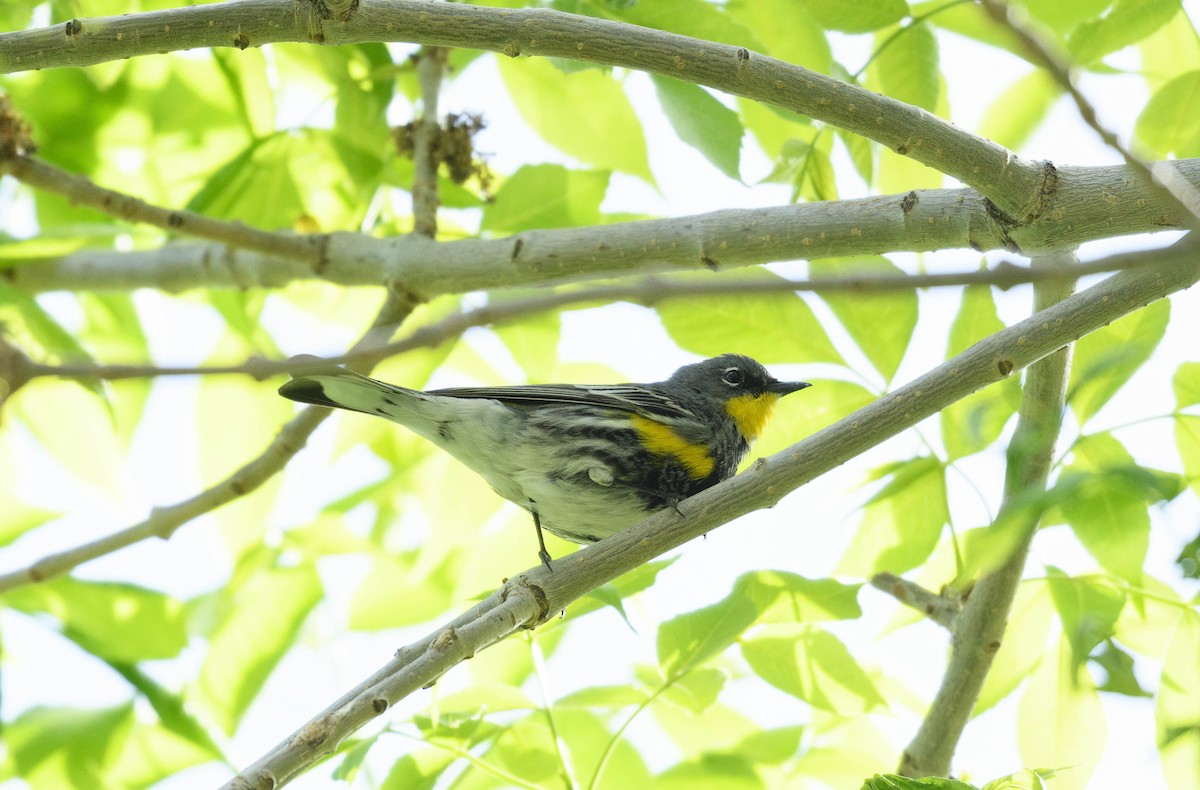 Yellow-rumped Warbler (Audubon's) - ML619436721