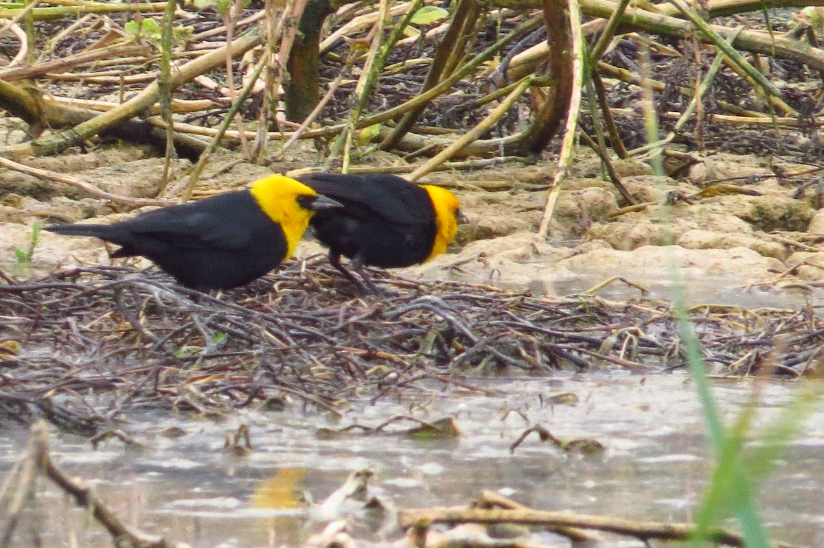 Yellow-hooded Blackbird - ML619436723