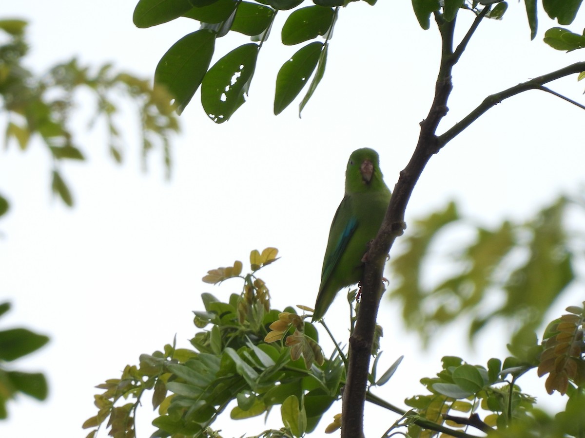 Turquoise-winged Parrotlet - ML619436724