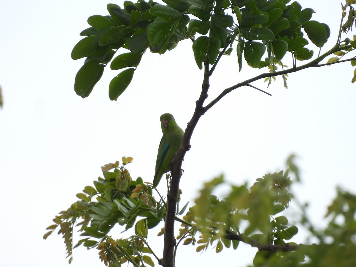 Turquoise-winged Parrotlet - ML619436725