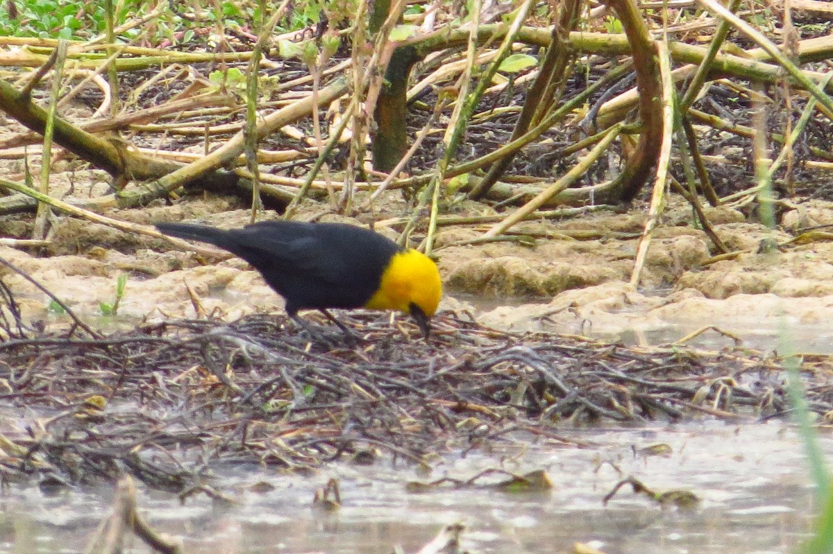 Yellow-hooded Blackbird - ML619436726