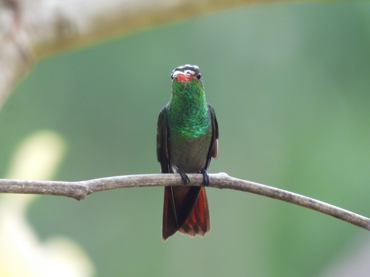 Rufous-tailed Hummingbird - ML619436733