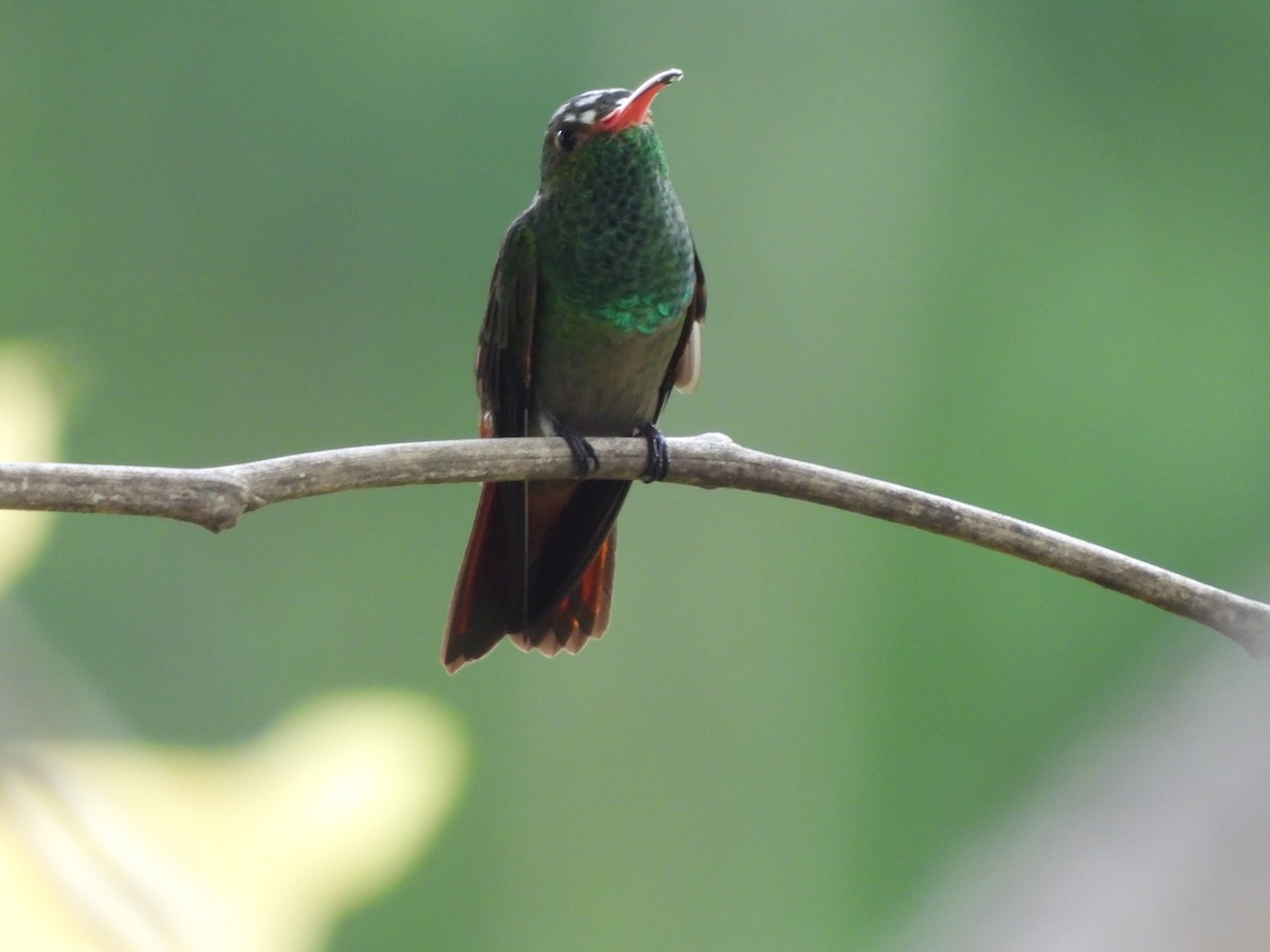 Rufous-tailed Hummingbird - ML619436734
