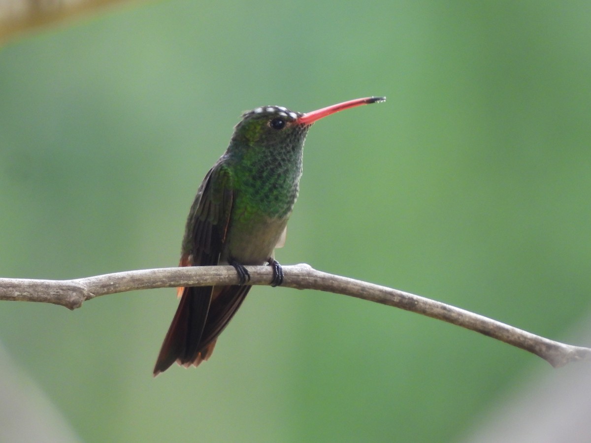 Rufous-tailed Hummingbird - ML619436736