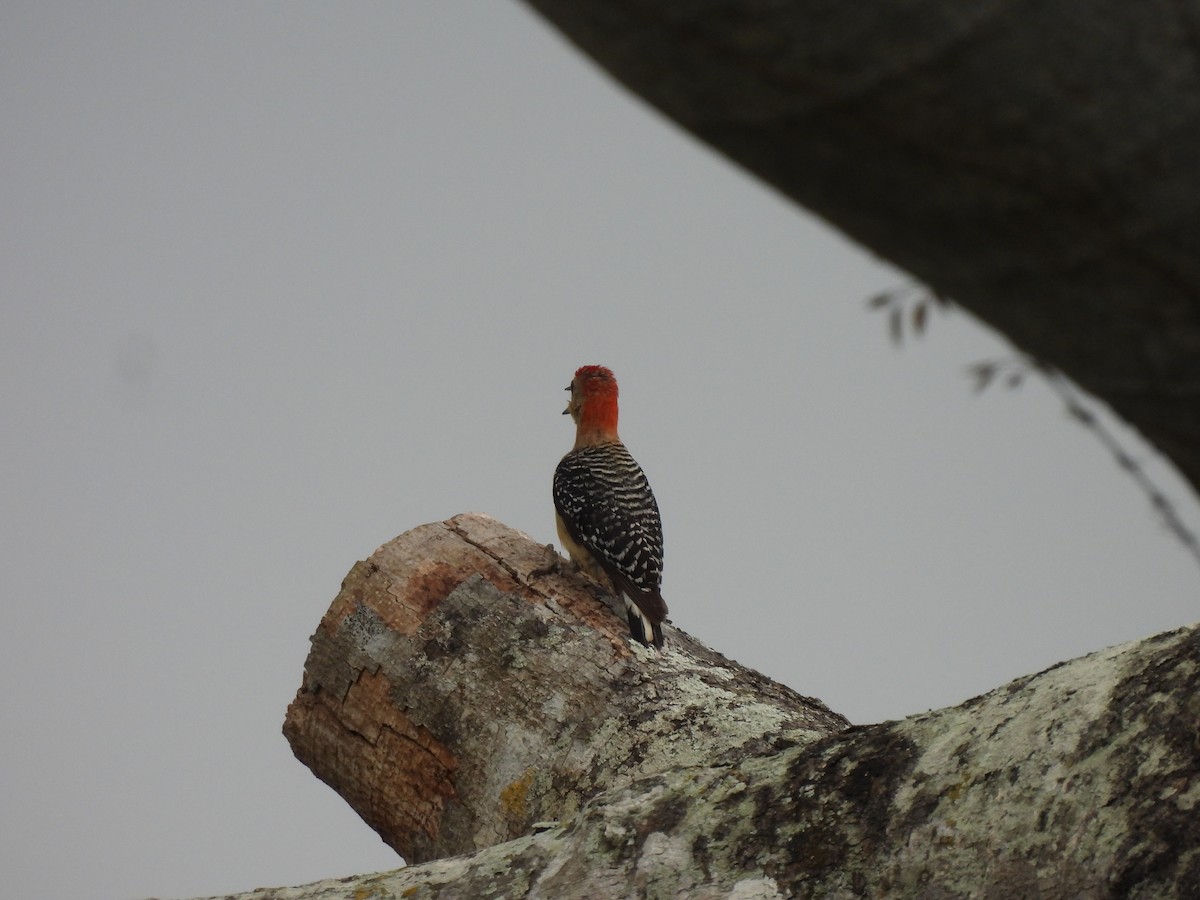 Red-crowned Woodpecker - ML619436744