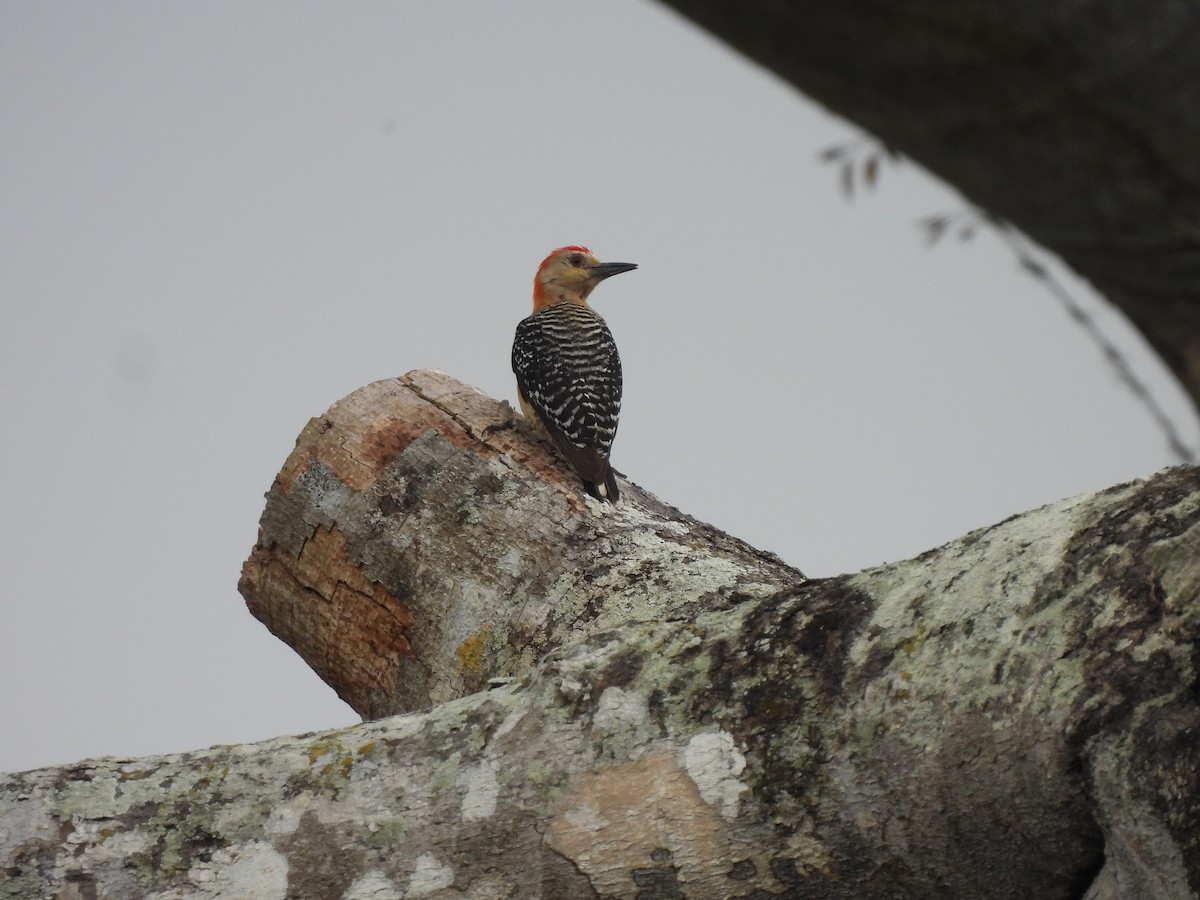 Red-crowned Woodpecker - ML619436745