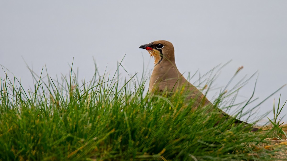 Collared Pratincole - ML619436780