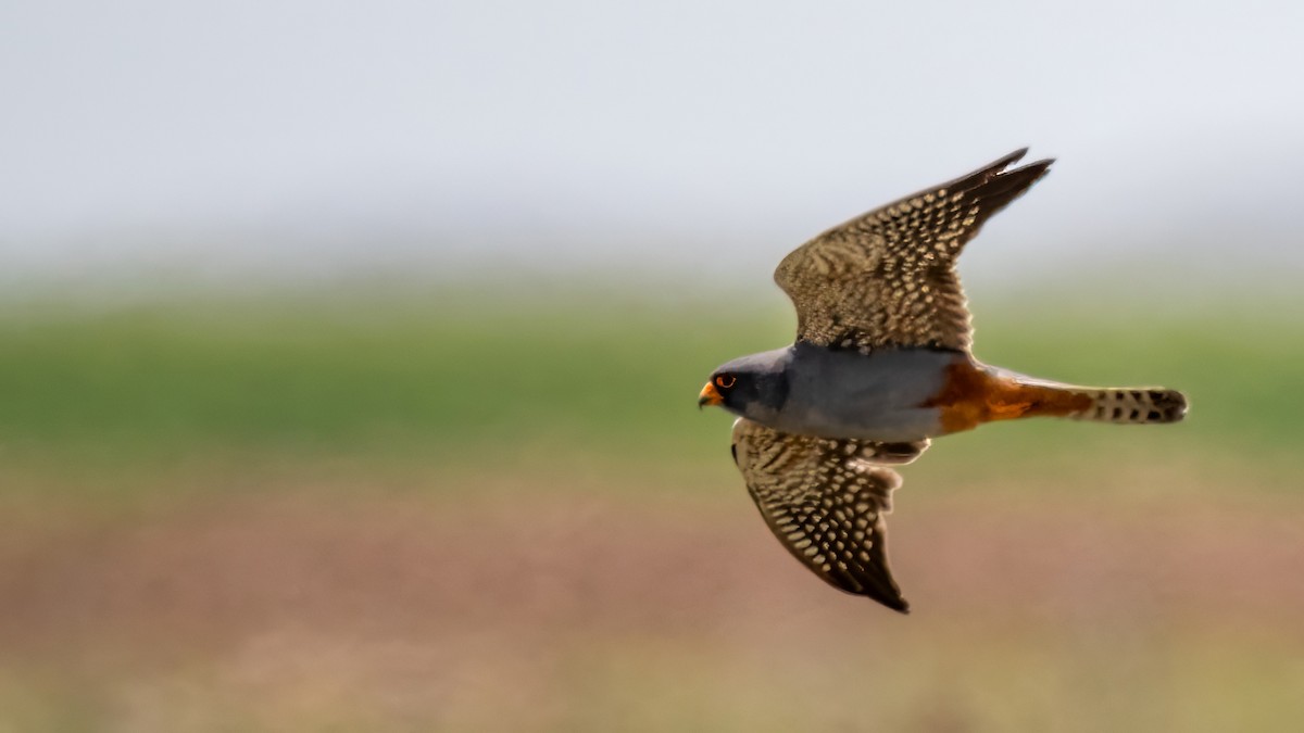 Red-footed Falcon - ML619436791