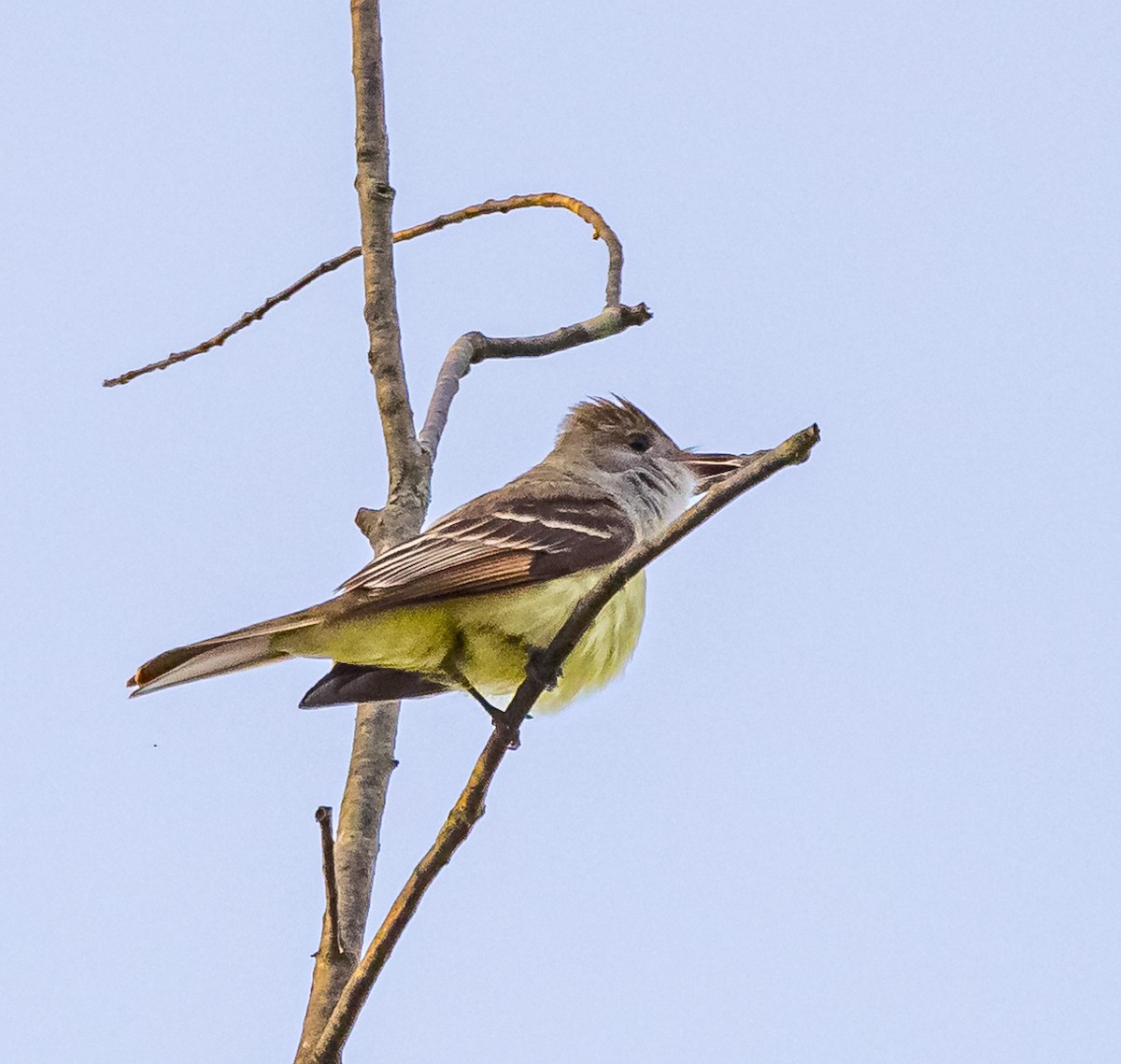 Great Crested Flycatcher - ML619436813