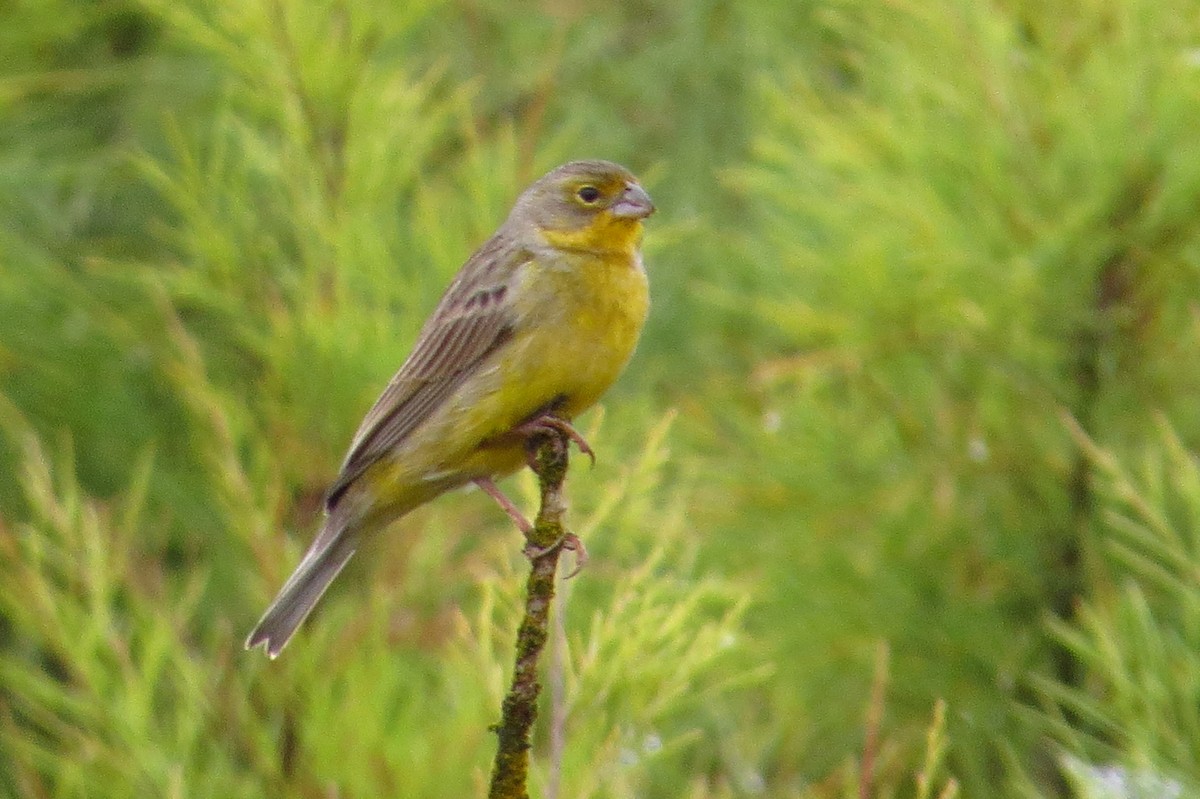 Grassland Yellow-Finch - ML619436867