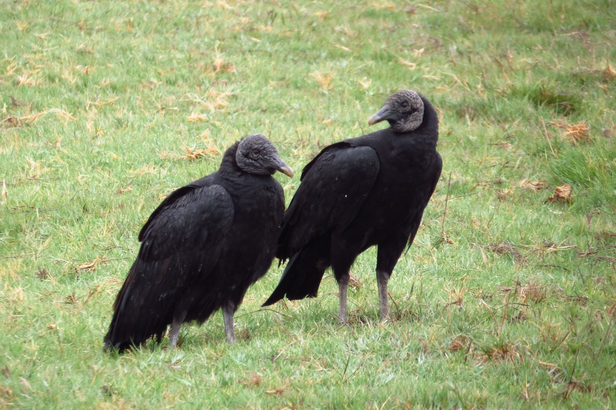 Black Vulture - ML619436905