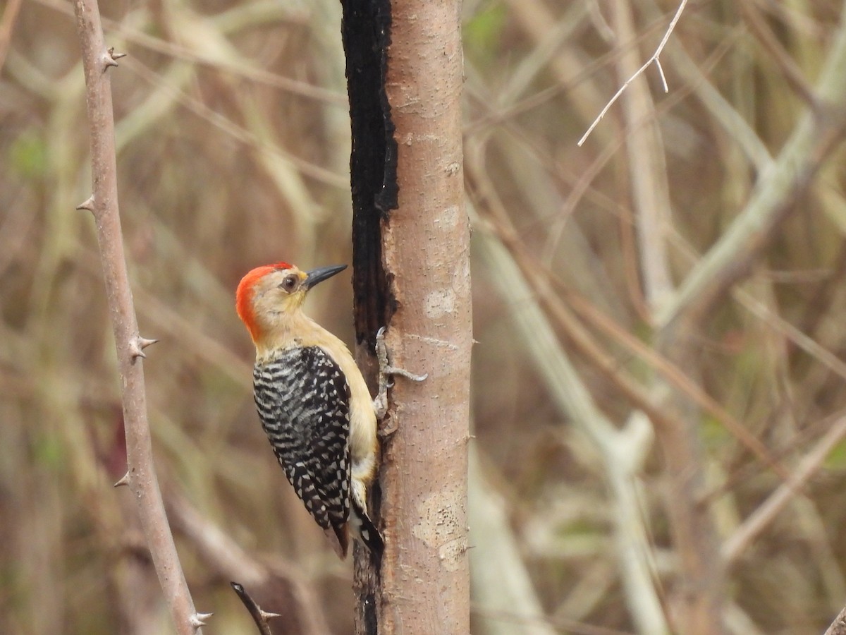 Red-crowned Woodpecker - ML619436937
