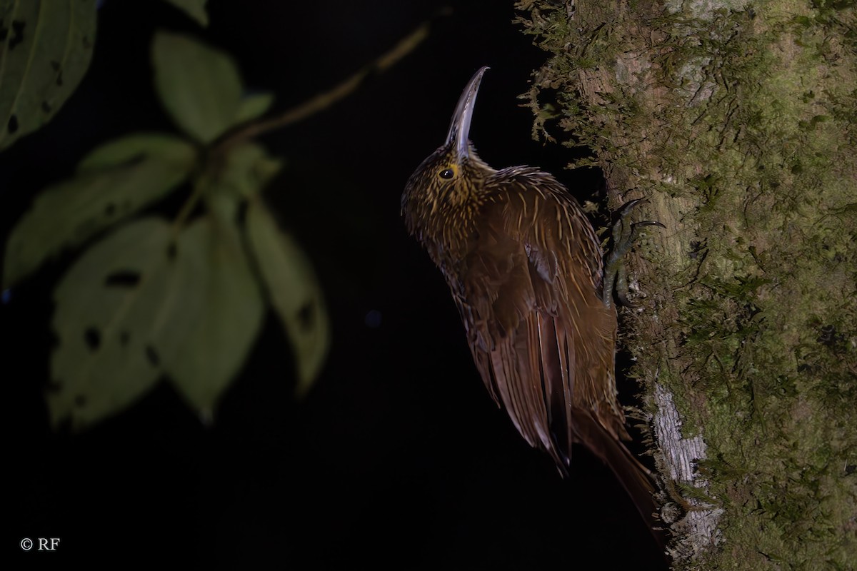 Strong-billed Woodcreeper (Andean/Northern) - ML619436975