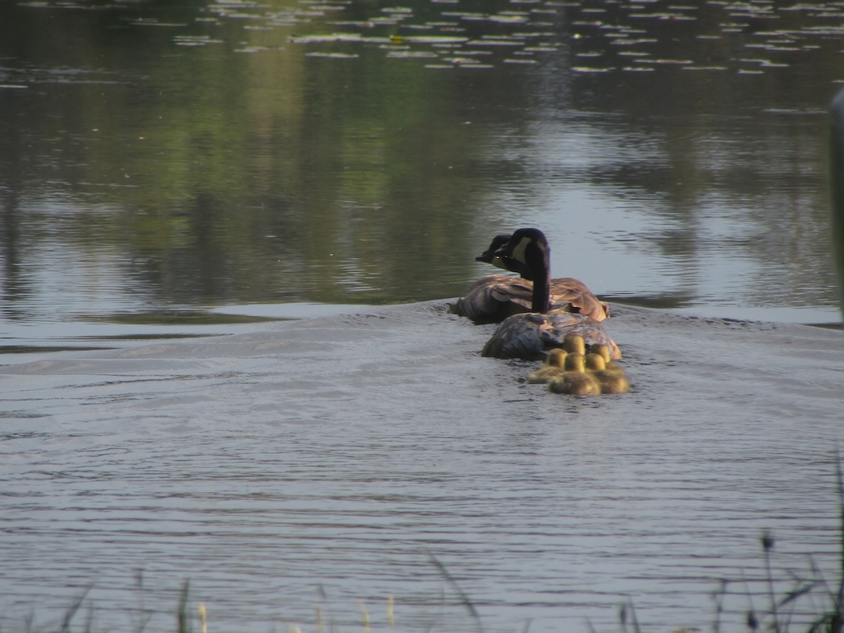 eBird Checklist 22 May 2024 Danby Pond Danby (56 acres) 28 species