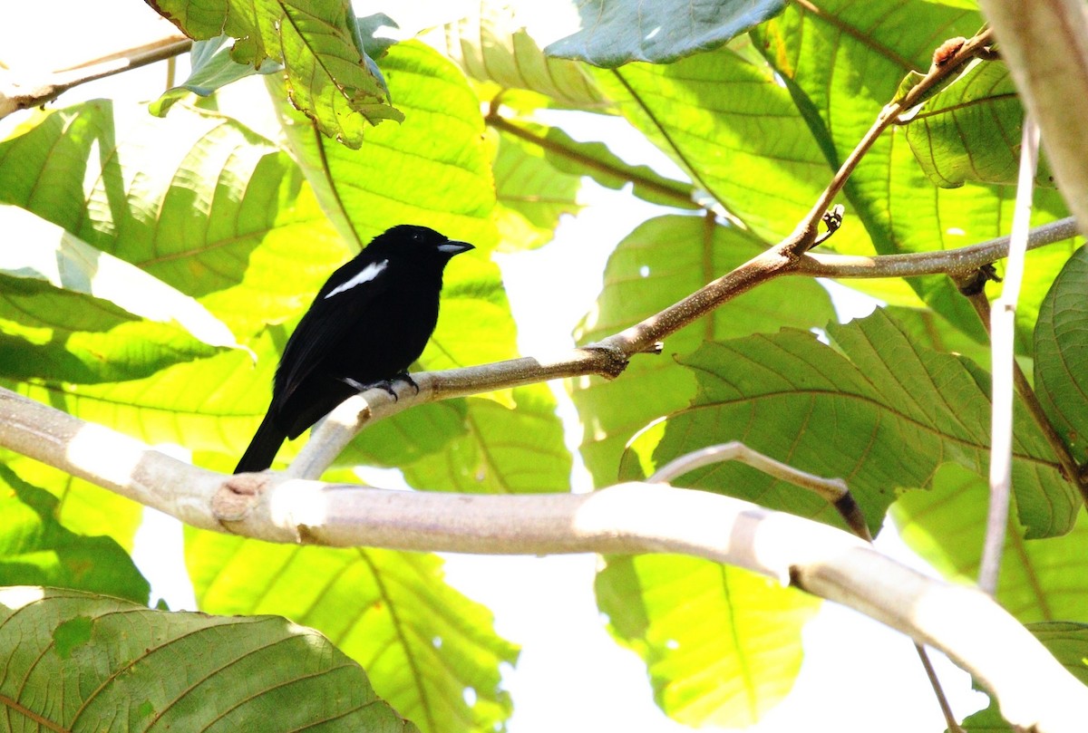 White-shouldered Tanager - ML619437032
