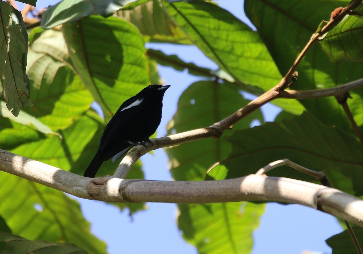 White-shouldered Tanager - ML619437038