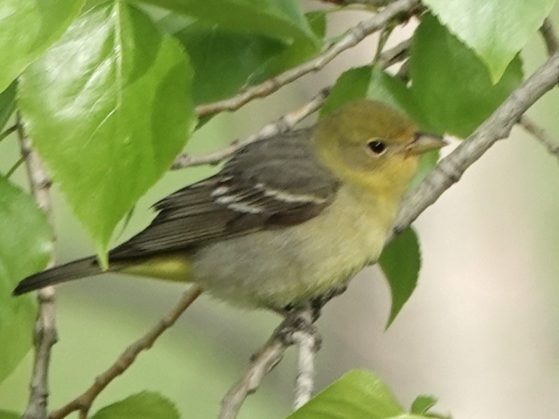 Western Tanager - ML619437041