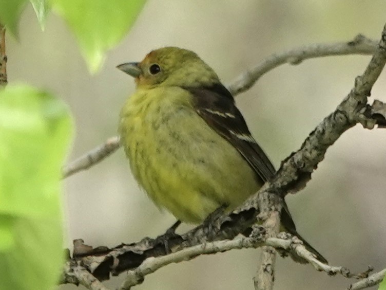 Western Tanager - ML619437042