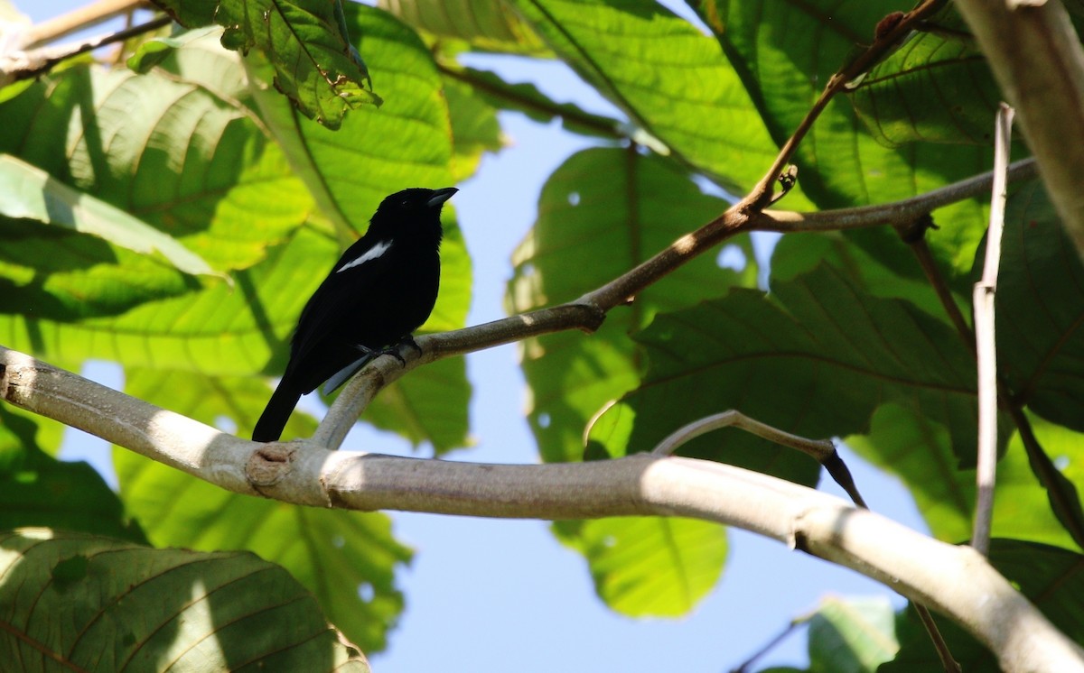 White-shouldered Tanager - ML619437055