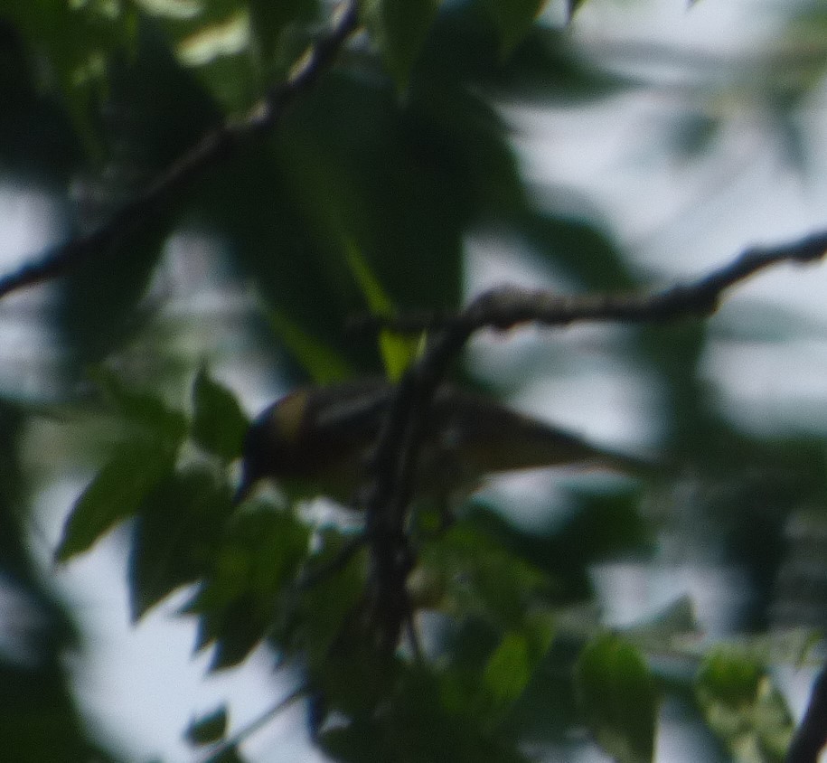 Bay-breasted Warbler - ML619437061