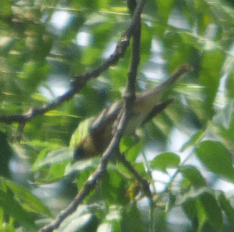 Bay-breasted Warbler - ML619437063