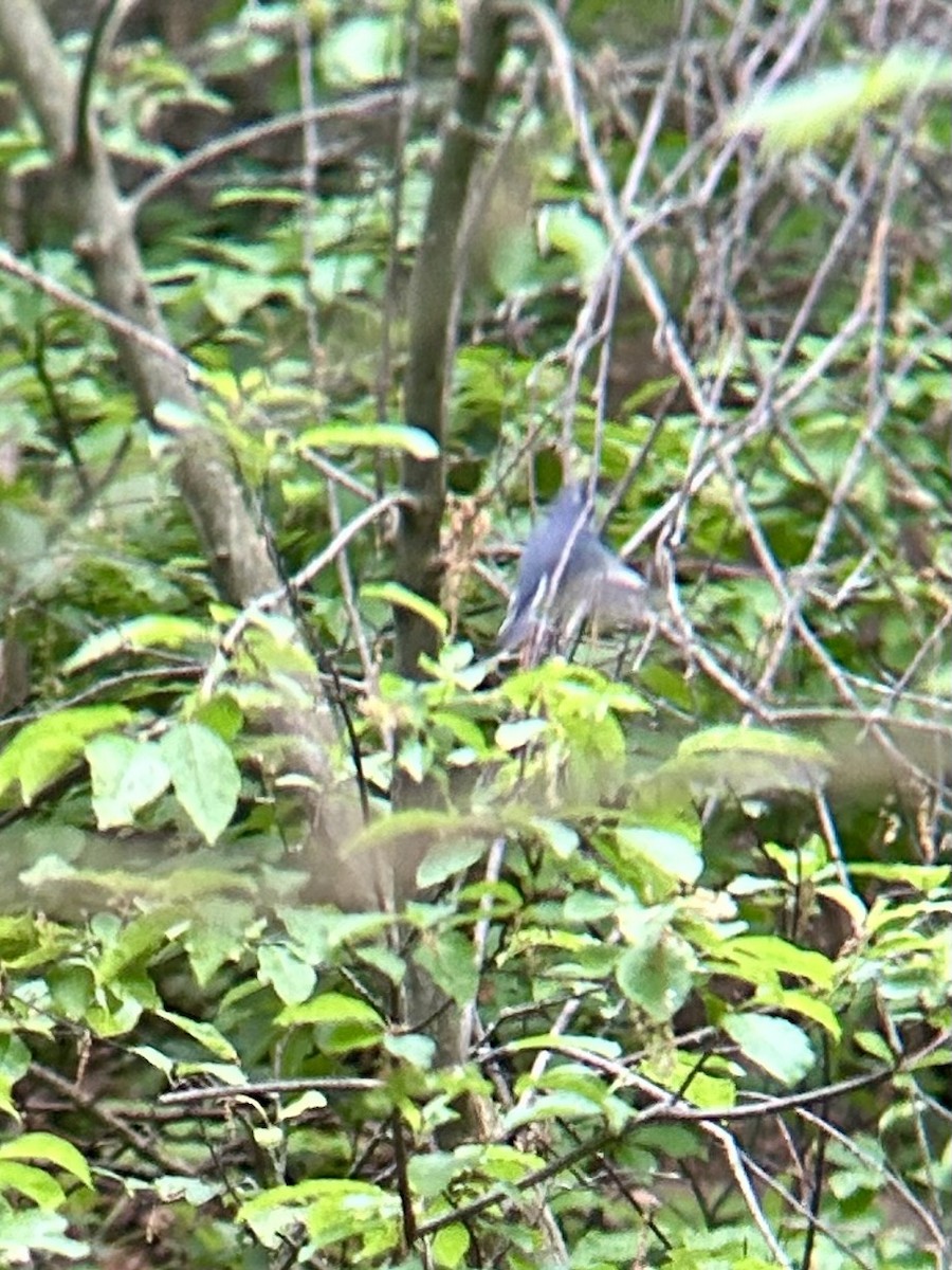 Black-throated Blue Warbler - ML619437077