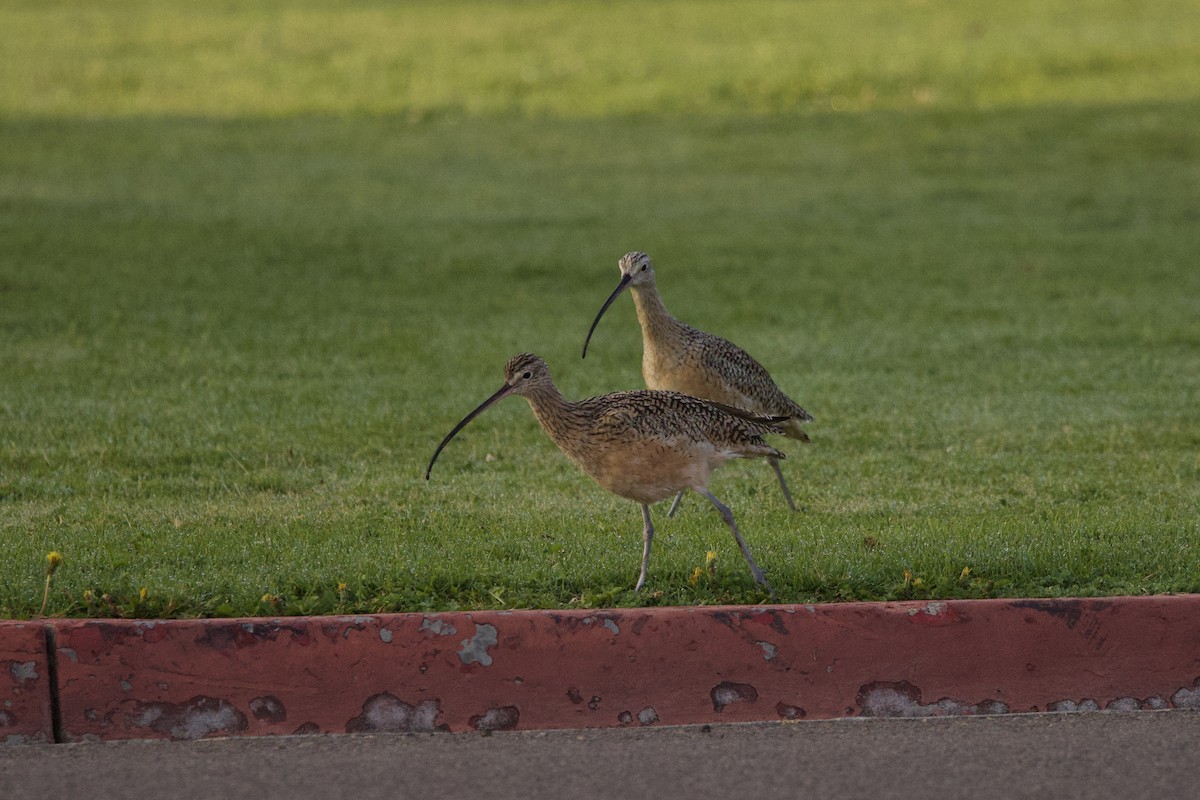 Long-billed Curlew - ML619437084