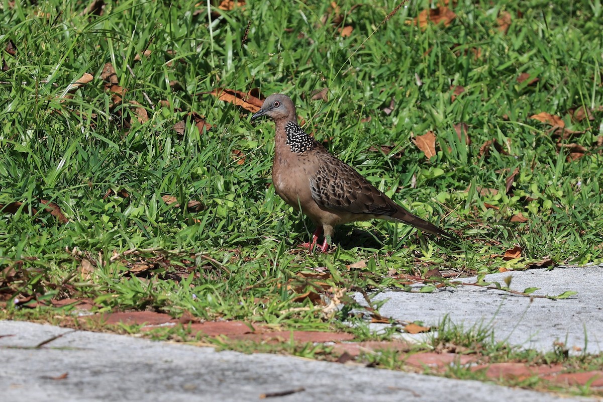 Spotted Dove (Eastern) - ML619437130