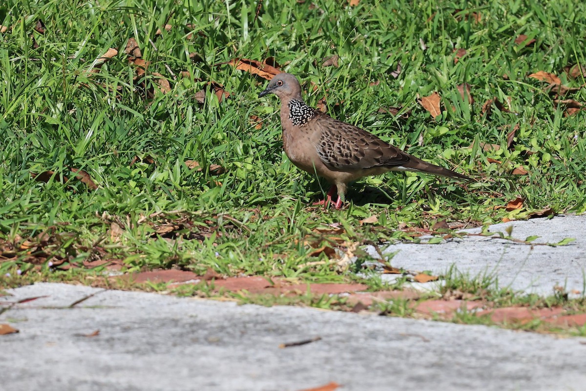 Spotted Dove (Eastern) - ML619437131