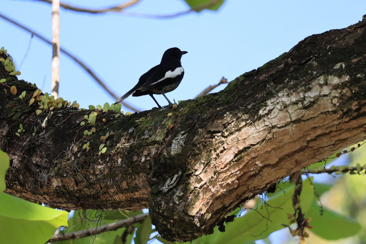 Oriental Magpie-Robin (Black) - ML619437150
