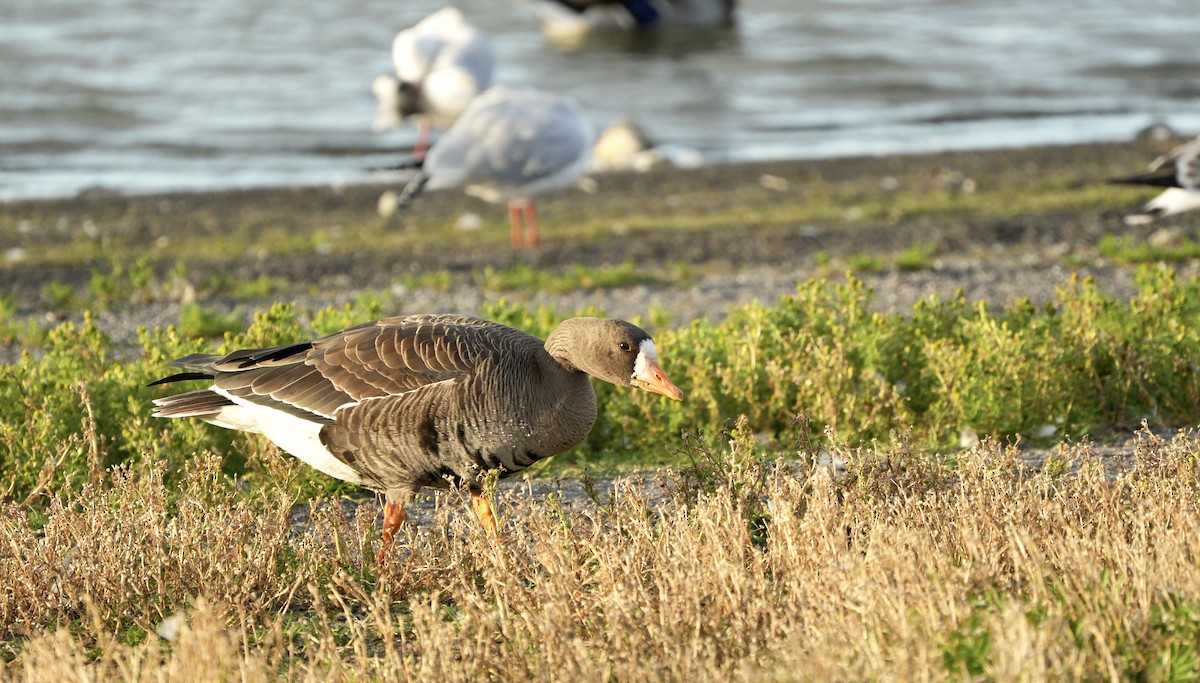 Greater White-fronted Goose - ML619437153