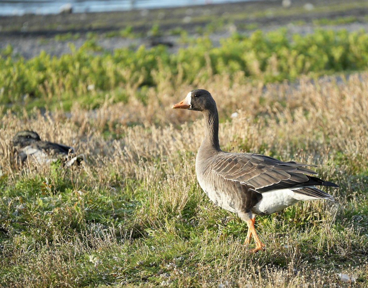 Greater White-fronted Goose - ML619437154