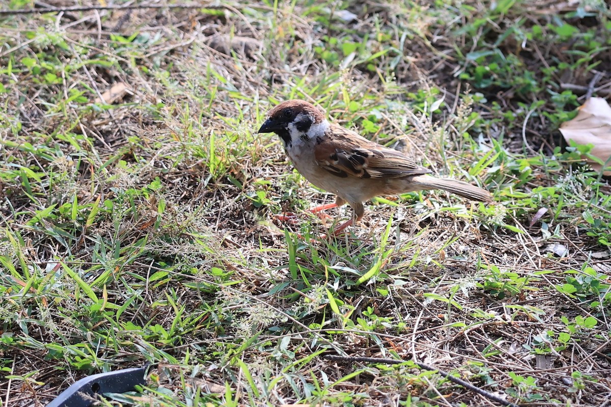 Eurasian Tree Sparrow - ML619437163